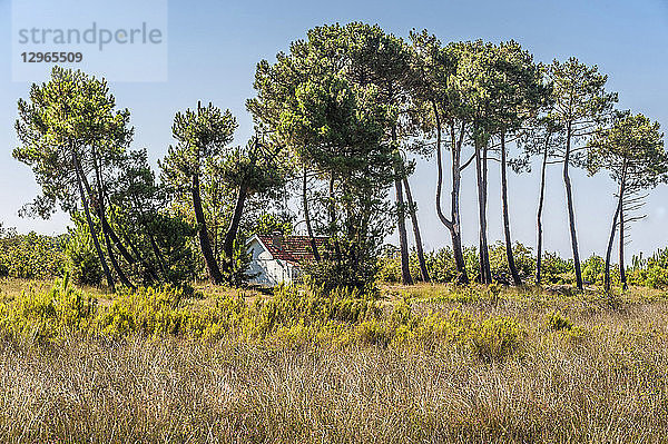 Frankreich  Gironde  Medoc bleu  Hourtin-See  Espace Naturel Sensible (französisches Zertifikat zur Kennzeichnung von Gebieten  deren Naturmerkmale bedroht sind)