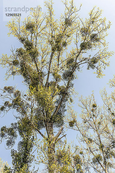 Frankreich  Gironde  in der Mitte der Region Entre-deux-Mers  Bagas  mit Misteln (Viscum album) bewachsener Baum