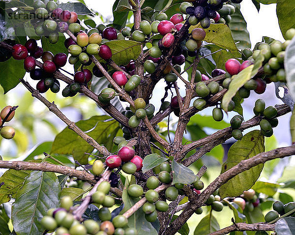 Sri Lanka. Kaffeeplan in Madulkelle. Kaffeebaum.