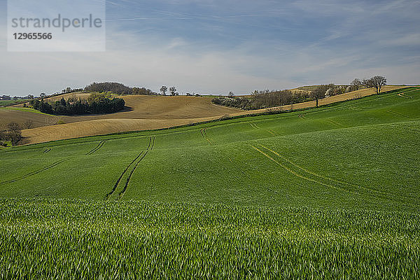 Frankreich  Okzitanien  Lauragais  Haute Garonne  knospender Weizen im Frühling