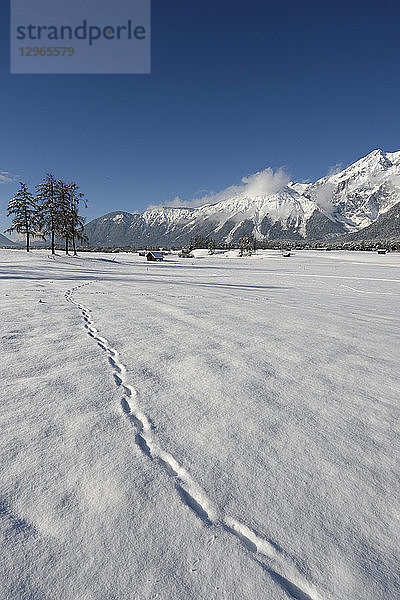 Österreich  Tirol  Seefeld  Wildermiemming  Tierabdrücke im Neuschnee auf einem verschneiten Feld