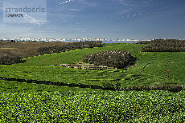 Frankreich  Okzitanien  Lauragais  Haute Garonne  blühender Weizen im Frühling  Pyrenäen im Hintergrund