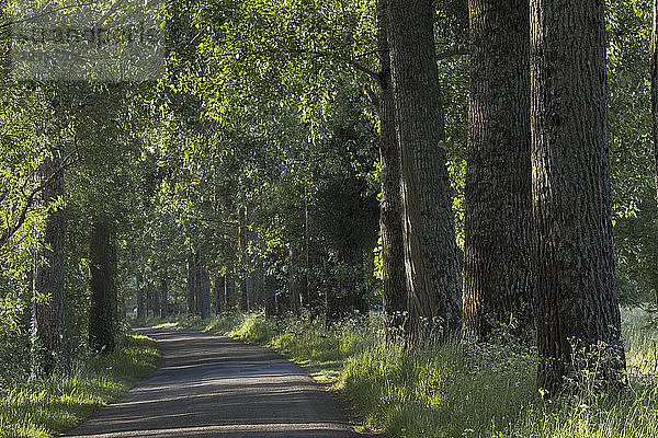 Frankreich  Departement 44  Straße entlang des Canal de La Martiniere  Frühling.