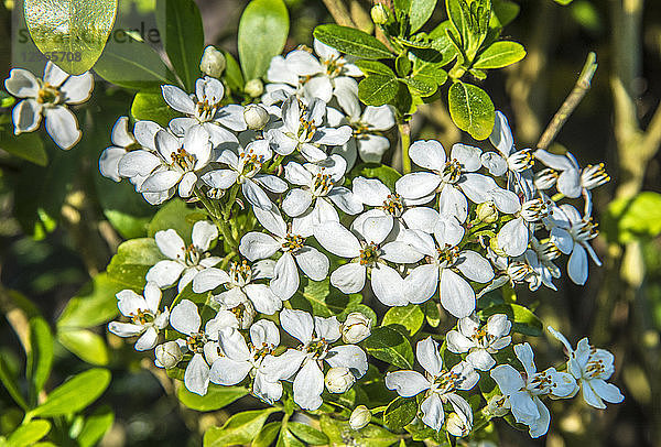 Frankreich  weiße Blüten der Choisya (bekannt als mexikanische Orange) im Frühjahr  Heckenstrauch