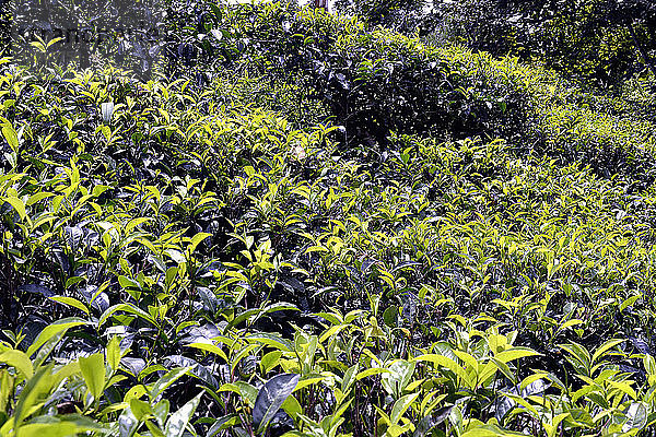 Sri Lanka. Plantagen in der Nähe von Madulkelle. Die jungen Sträucher sind in einem Grünton gehalten.