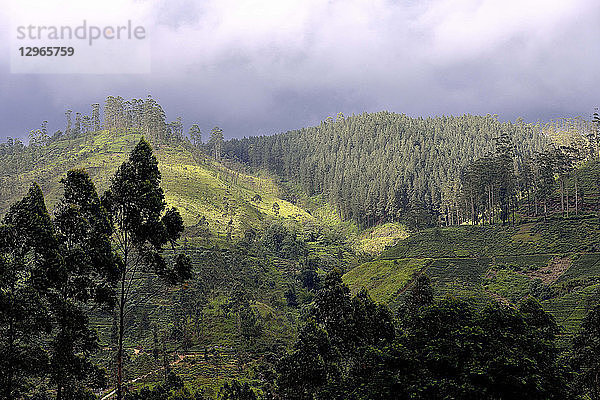 Sri Lanka. Teeplantagen  Gebiet Hatton. Terrassenförmiger Anbau.