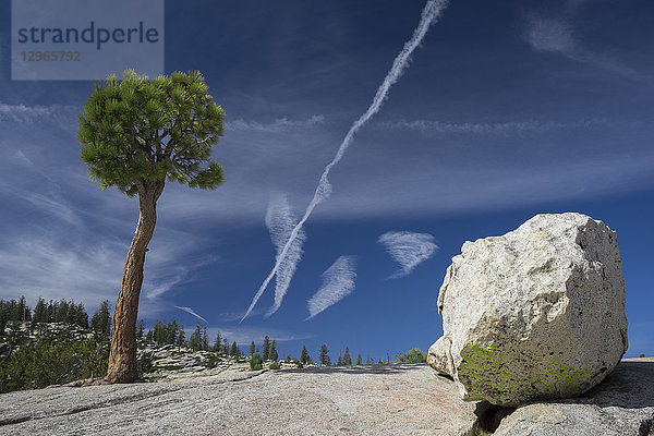 USA  Kalifornien  Yosemite National Park  Pinus Jeffreyi  Olmsted Point  Gletscherfindling