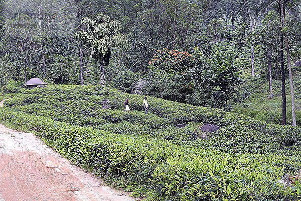 Sri Lanka. Teeplantagen bei Madulkelle.