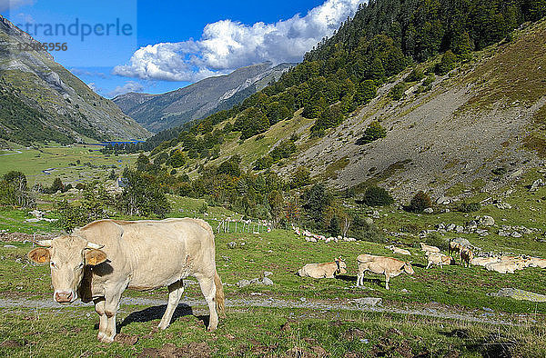 Frankreich  Pyrenäen-Nationalpark  Val d'Azun  Kühe im Vallee d'Estaing