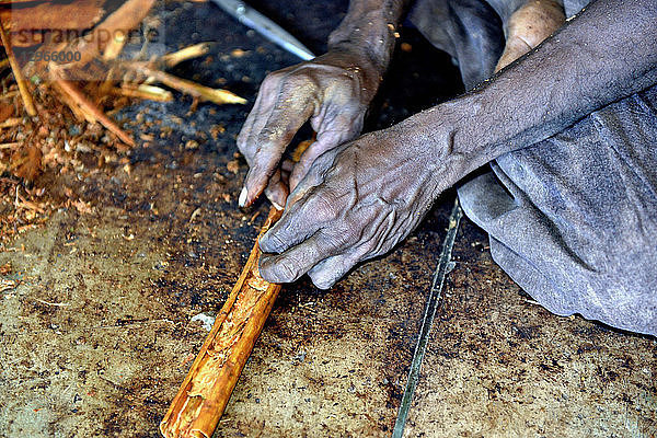 Sri Lanka. Mirissa  Anpflanzung von Zimt. Zimt ist die innere Rinde des Zimtbaums. Kunsthandwerkliche Zubereitung der Zimtstange.