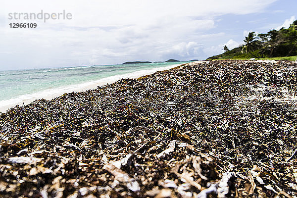 Der Strand der Salt Whistle Bay  der durch die Verschmutzung mit Seegras verunreinigt ist  Mayreau  Saint-Vincent und die Grenadinen  Westindische Inseln