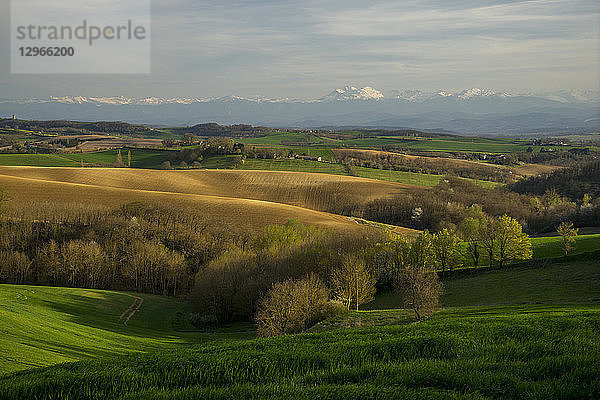 Frankreich  Okzitanien  Lauragais  Haute Garonne  blühender Weizen im Frühling Pyrenäen im Hintergrund