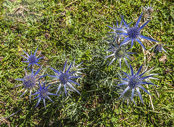 Frankreich  Blaudistel  bekannt als Mittelmeer-Stechpalme (Eryngium bourgatii)