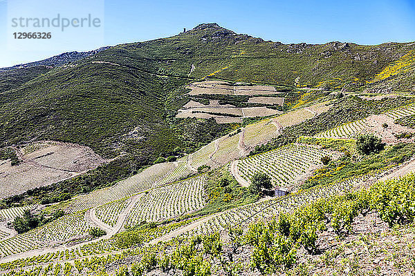 Weinberg von Collioure-Banyuls  gesehen von der Küste von Vermeille  Pyrenees-Orientales  Katalonien  Languedoc-Roussillon  Frankreich