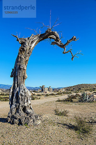 Wüste von Tabernas  Almeria  Andalusien  Spanien