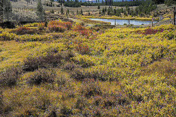 USA  Wyoming  Yellowstone-Nationalpark  Yellowstone-Fluss