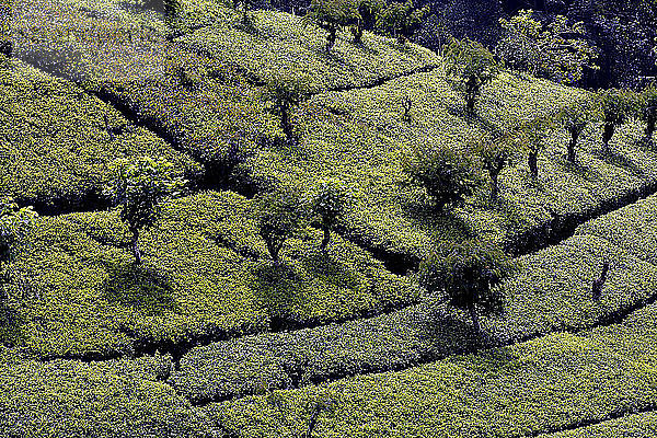 Sri Lanka. Teeplantage in der Region Nuwara Eliya.