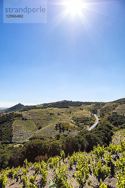 Weinberg von Collioure-Banyuls  gesehen von der Küste von Vermeille  Pyrenees-Orientales  Katalonien  Languedoc-Roussillon  Frankreich