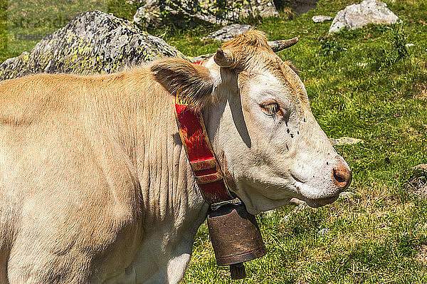Frankreich  Pyrenäen-Nationalpark  Val d'Azun  Haute-vallee d'Estaing  Kuh mit Glocke um den Hals auf der Weide