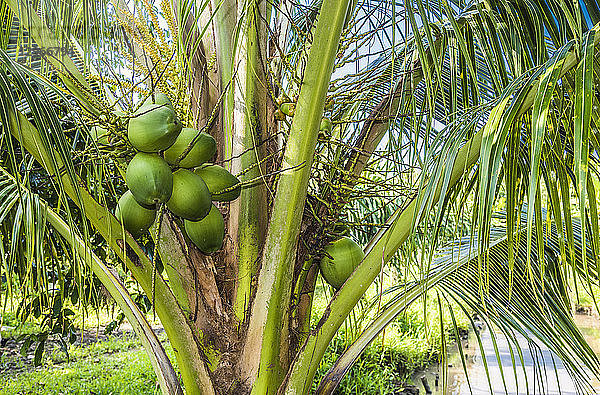 Vietnam  Mekong-Delta  Can Tho  Kokosnussbaum und Kokosnüsse