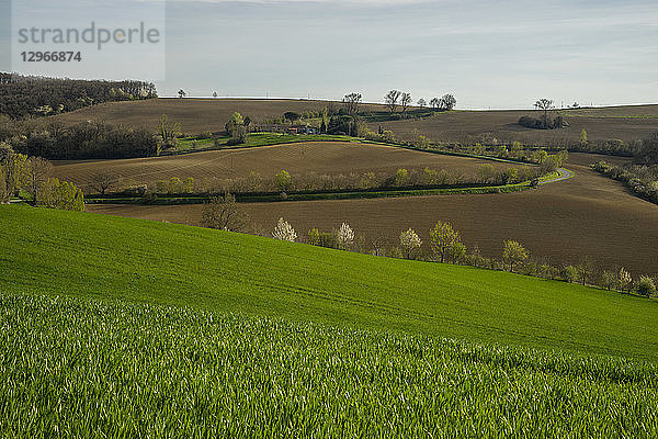 Frankreich  Okzitanien  Lauragais  Haute Garonne  Weizenknospung im Frühjahr