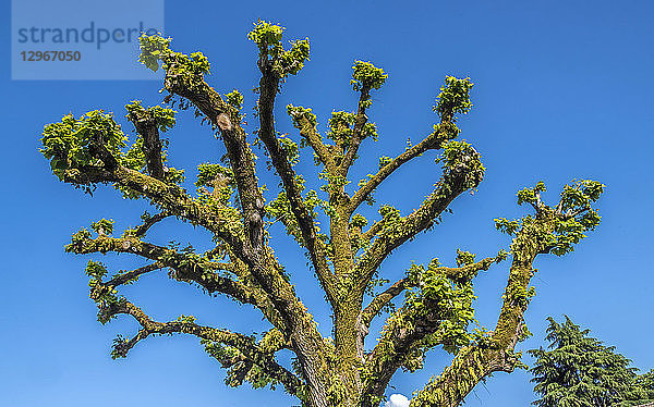Frankreich  Gironde  Rions  ein frisch beschnittener Lindenbaum