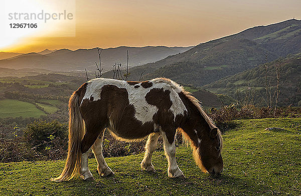 Spanien  Baskenland  Baztan-Tal  freies Pottok-Pony auf der Straße des Col d'Ispeguy (Bergpass)