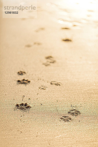 Hundepfotenabdrücke im Sand