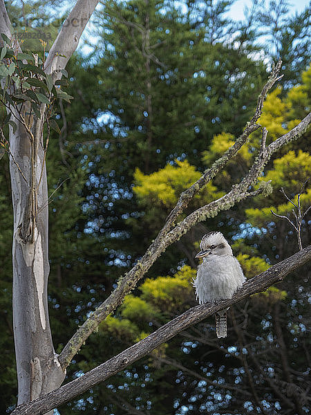 Kookaburra hockt im Baum
