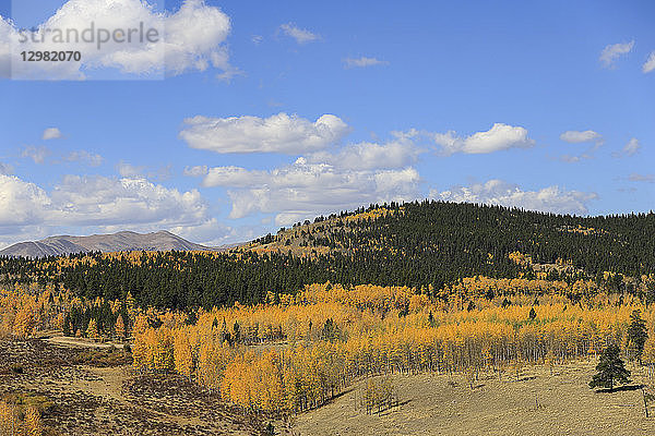 Wald im Herbst am Kenosha Pass  Colorado