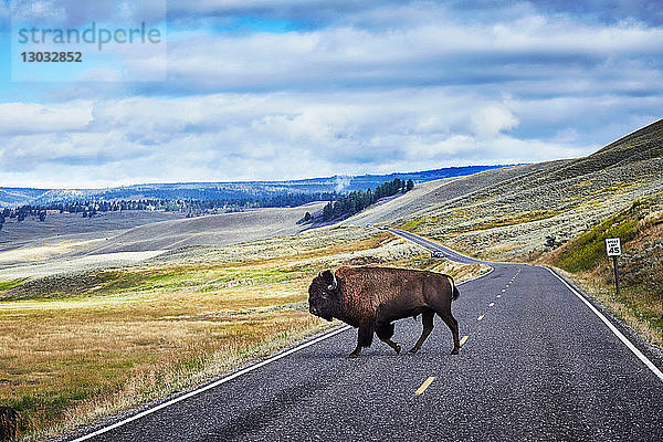Bison-Kreuzungsstraße  Yellowstone-Nationalpark  Canyon Village  Wyoming  USA