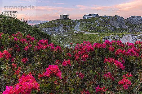 Rhododendren auf der Segnes Hutte bei Sonnenaufgang  Unterer Segnesboden  Flims  Bezirk Imboden  Kanton Graubünden  Schweiz