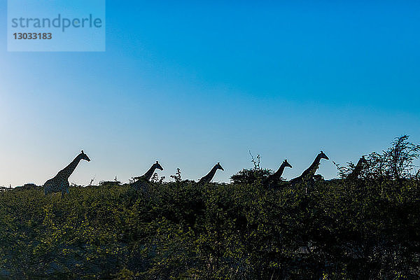 Giraffe (Giraffa camelopardalis)  Zululand  Südafrika