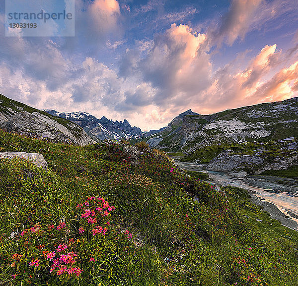 Blüte der Rhododendren bei Sonnenaufgang  Unterer Segnesboden  Flims  Bezirk Imboden  Kanton Graubünden  Schweiz