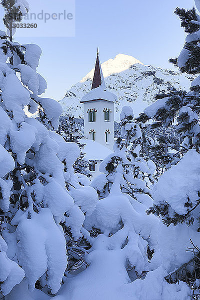 Schneebedeckte Bäume um die Chiesa Bianca  Maloja  Bergell  Engadin  Kanton Graubünden  Schweiz