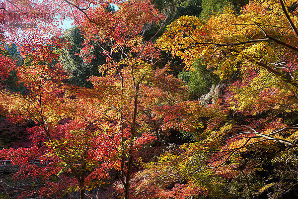 Japanische Ahornbäume im Herbst  in Arashiyama  Kyoto  Japan
