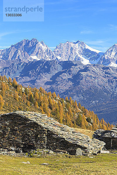 Steinhütte und bunter Wald im Herbst mit Bernina-Gruppe im Hintergrund  Alpe Arcoglio Valmalenco  Valtellina  Lombardei  Italien