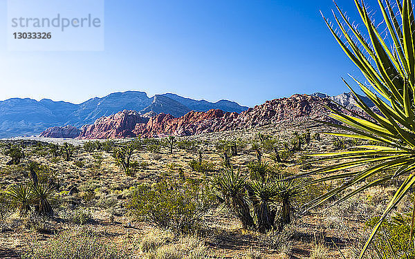 Blick auf Felsformationen und Flora im Red Rock Canyon National Recreation Area  Las Vegas  Nevada  Vereinigte Staaten von Amerika  Nordamerika