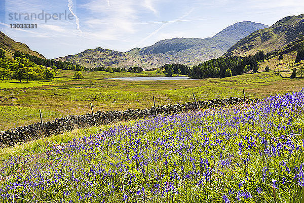 Blauglocken und Blea Tarn  Lake District National Park  UNESCO-Welterbe  Cumbria  England  Vereinigtes Königreich