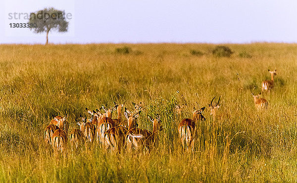 Gazellen  Maasai Mara National Reserve  Kenia  Ostafrika