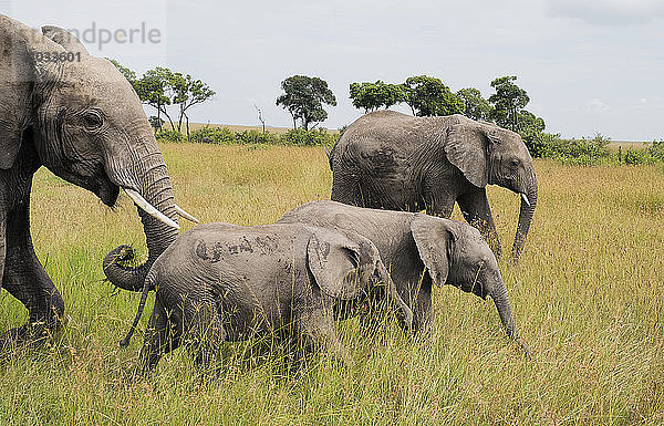 Elefantenherde beim Durchqueren des Maasai Mara National Reserve  Kenia  Ostafrika
