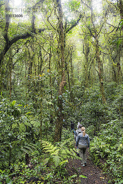 Tourist im Nebelwaldreservat Monteverde  Puntarenas  Costa Rica