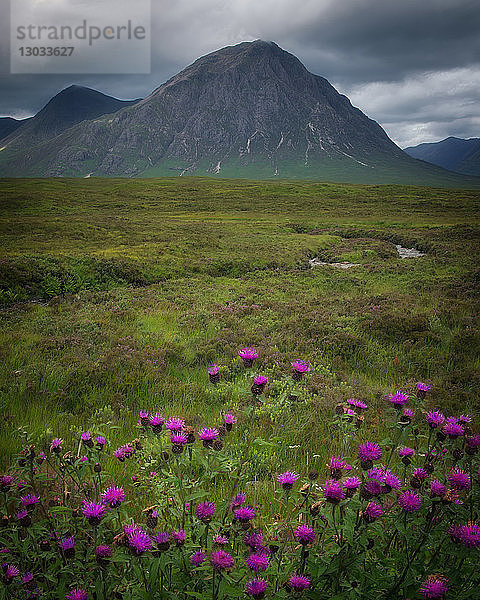 Buchaille Etive Mor  Glencoe  umgeben von schottischen Disteln  Schottland  Vereinigtes Königreich