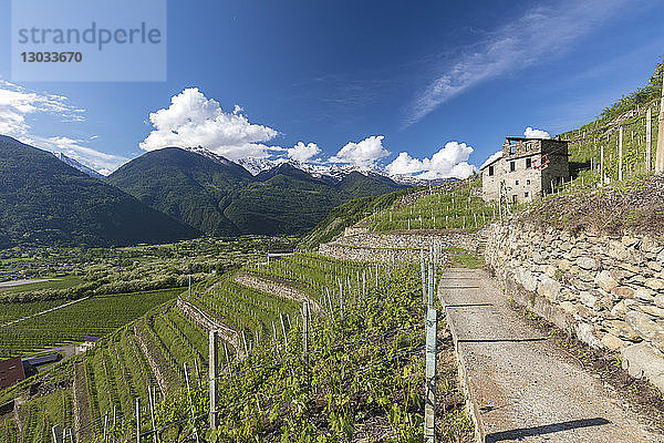 Weinberge und Terrassierung  Bianzone  Provinz Sondrio  Valtellina  Lombardei  Italien