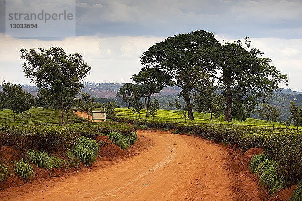 Teeanbau im Süden von Malawi  Ostafrika