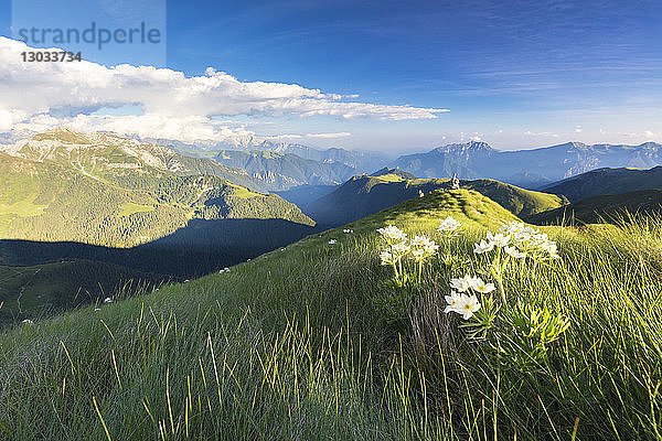 Wildblumen auf dem Grat zum Monte Azzarini mit den Bergamasker Orobie-Alpen im Hintergrund  San Marco Pass  Lombardei  Italien