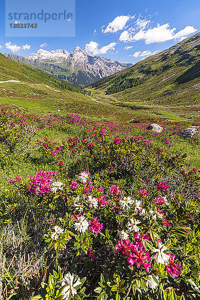 Weiße und fuchsienfarbene Rhododendren  Splugapass  Kanton Graubünden  Schweiz