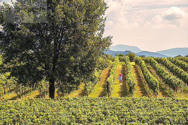 Frau inmitten der Weinberge von Franciacorta  Provinz Brescia  Lombardei  Italien