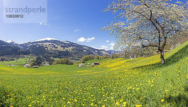 Panoramablick auf grüne Wiesen und Wildblumen im Frühling  Luzein  Region Prattigau-Davos  Kanton Graubünden  Schweiz