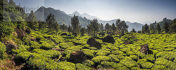 Teeplantagen  Munnar  Western Ghats Mountains  Kerala  Indien